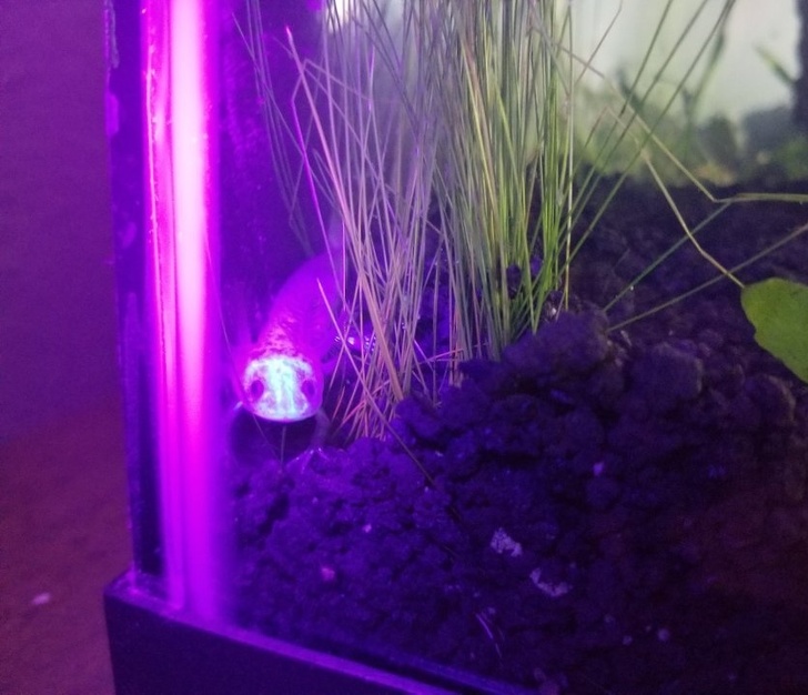 This axolotl glows under black light.