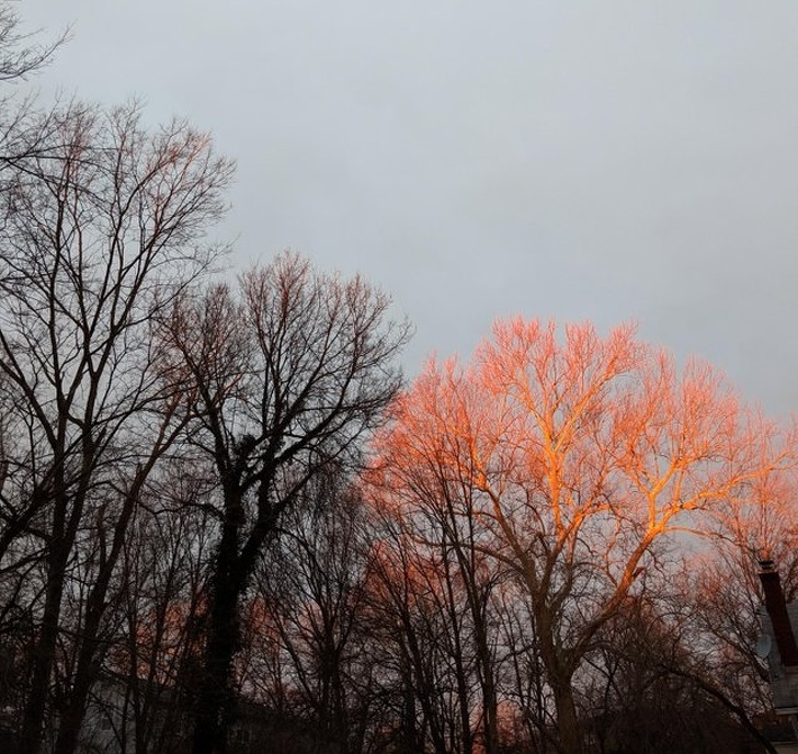 The sunrise hit this tree just right.