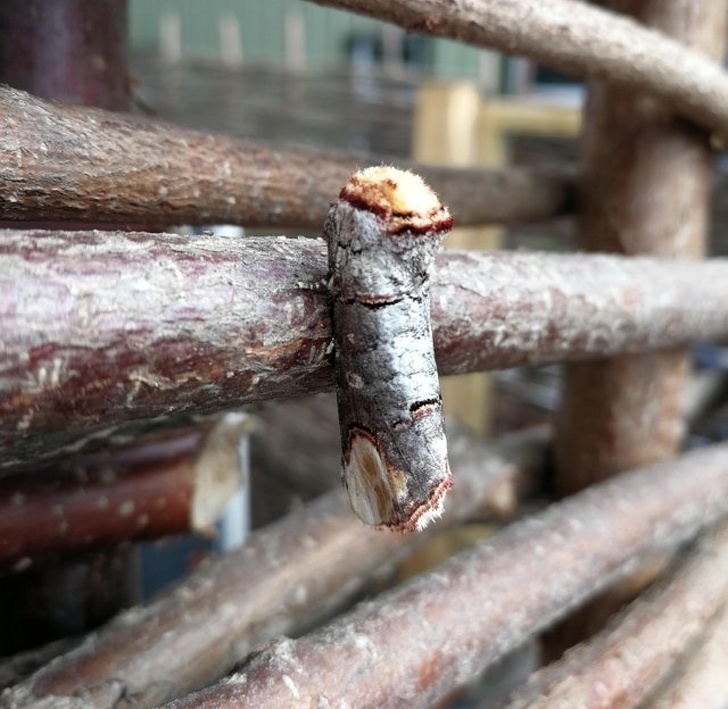 Moth disguised as birch wood.