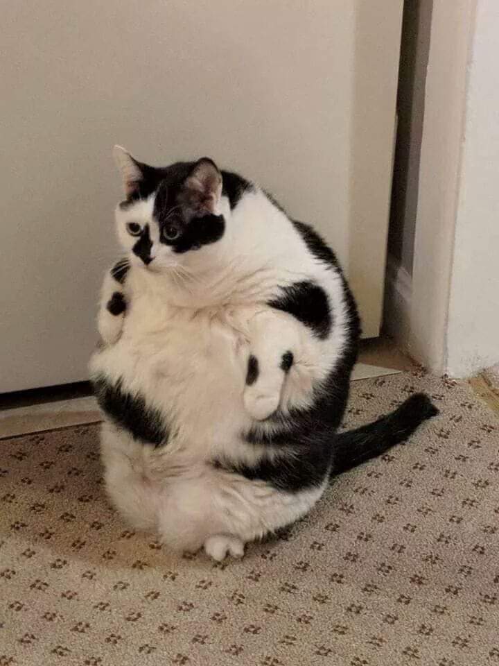 fat cat meme -