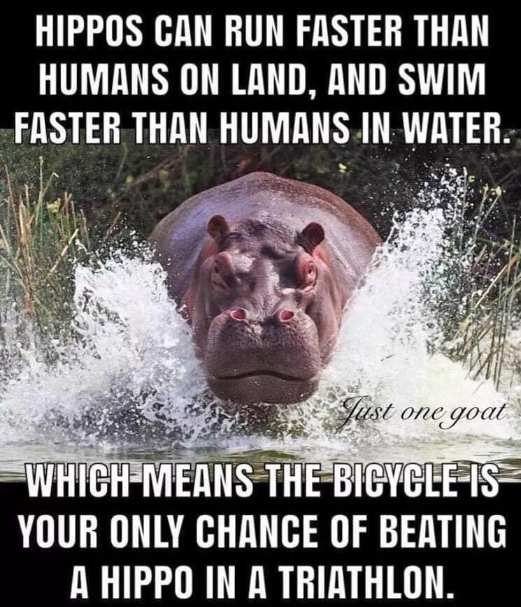 hippos can run faster than humans on land - Hippos Can Run Faster Than Humans On Land, And Swim Faster Than Humans In Water. De Just one goat WhichMeans The Bicycle Is Your Only Chance Of Beating A Hippo In A Triathlon.