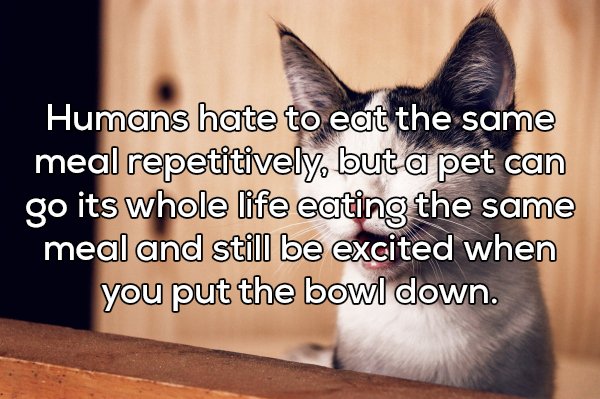 shower thought photo caption - Humans hate to eat the same meal repetitively, but a pet can go its whole life eating the same meal and still be excited when you put the bowl down.