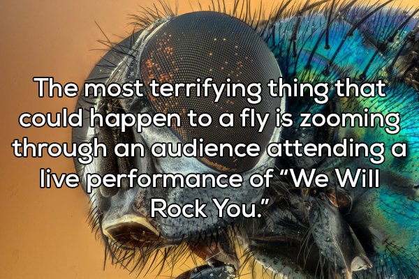 shower thought The most terrifying thing that could happen to a fly is zooming through an audience attending a live performance of "We Will Rock You."