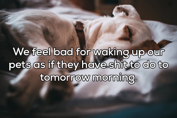 shower thought dog sleep - We feel bad for waking up our pets as if they have shit to do to tomorrow morning.
