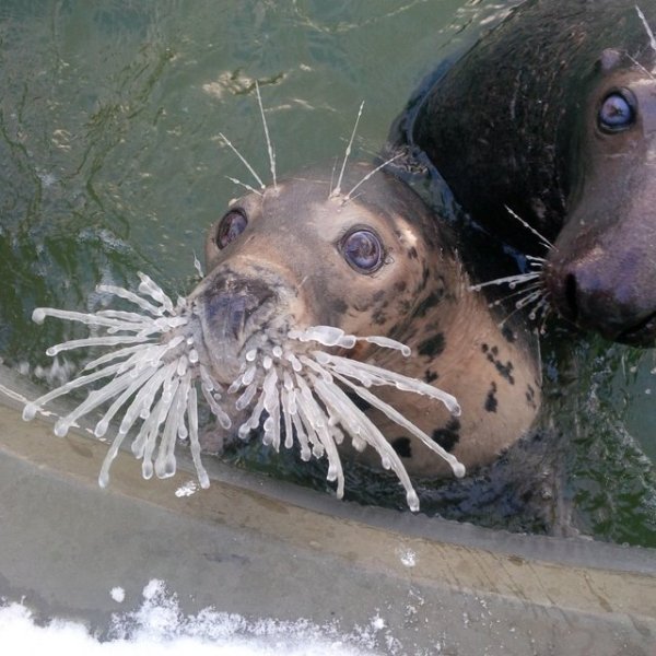 Seal whiskers covered in ice.