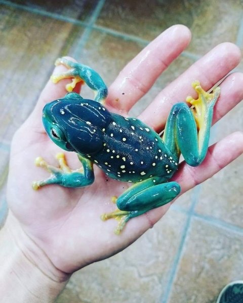 Australian tree frog.