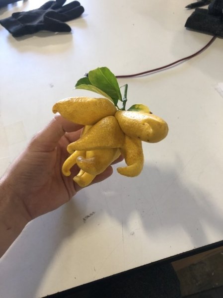 Weird lemon.