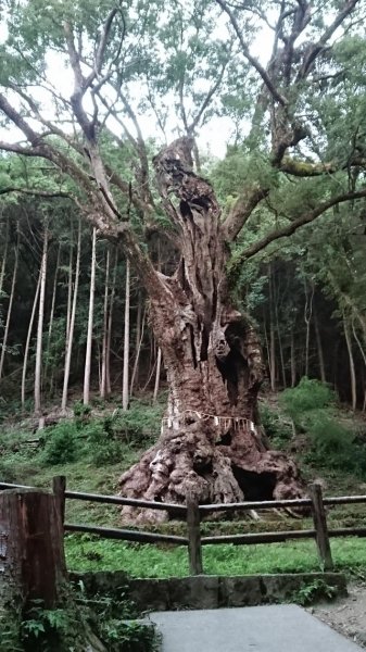 3,000 year old camphor tree.