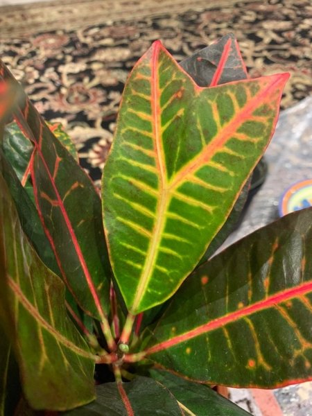 Croton leaf.