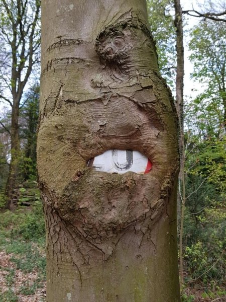 A tree swallowed a traffic sign.