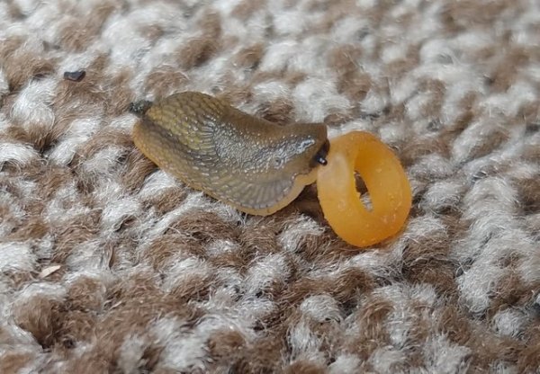 Slug eating a spaghettio.