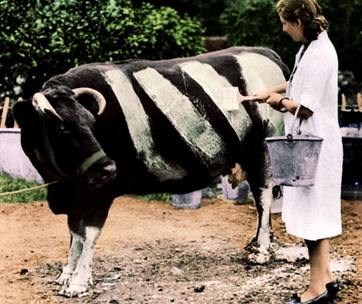 Making a cow more visible during blackouts, 1941.