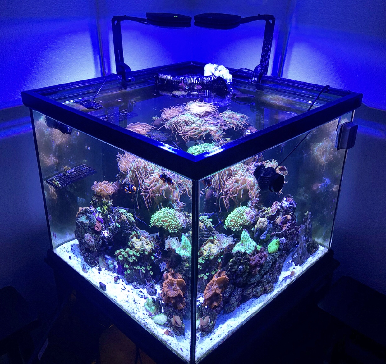 aquarium lighting