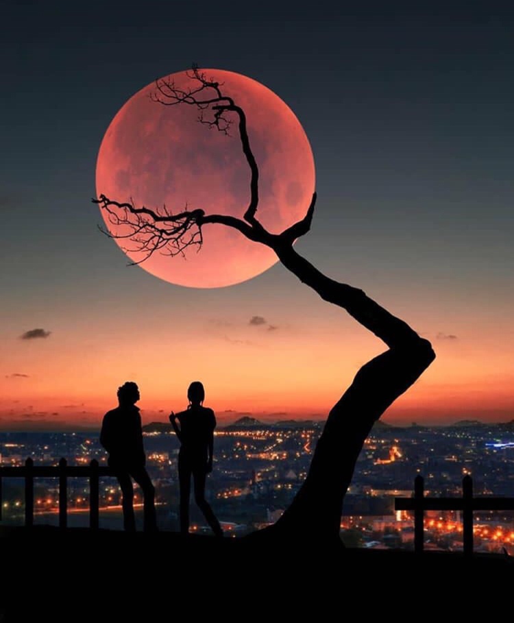 tree holding moon