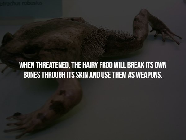 reptile - When Threatened. The Hairy Frog Will Break Its Own Bones Through Its Skin And Use Them As Weapons.