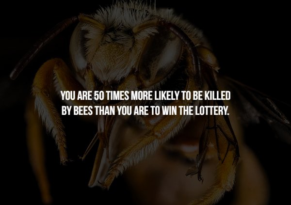 honey bee - You Are 50 Times More ly To Be Killed By Bees Than You Are To Win The Lottery.