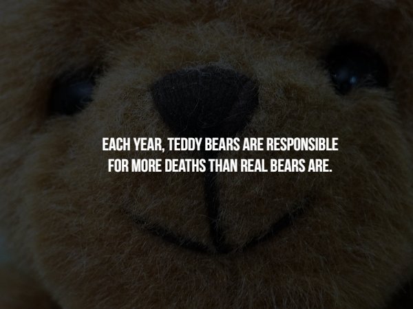 snout - Each Year, Teddy Bears Are Responsible For More Deaths Than Real Bears Are.