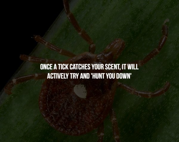 leaf - Once A Tick Catches Your Scent, It Will Actively Try And "Hunt You Down