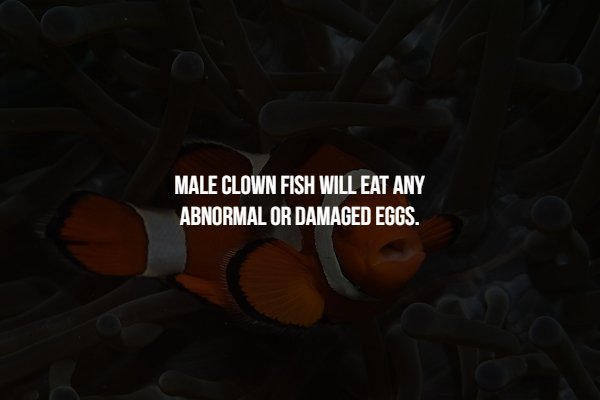 screenshot - Male Clown Fish Will Eat Any Abnormal Or Damaged Eggs.