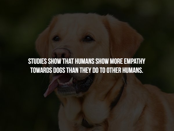 labrador retriever - Studies Show That Humans Show More Empathy Towards Dogs Than They Do To Other Humans.