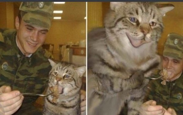 chernobyl cat meme