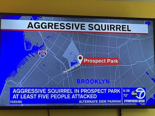 ate without a table - Aggressive Squirrel Prospect Park nullullin Parkside Ave Brooklyn Aggressive Squirrel In Prospect Park abc At Least Five People Attacked Parking Alternate Side Parking Eyewitness News 72