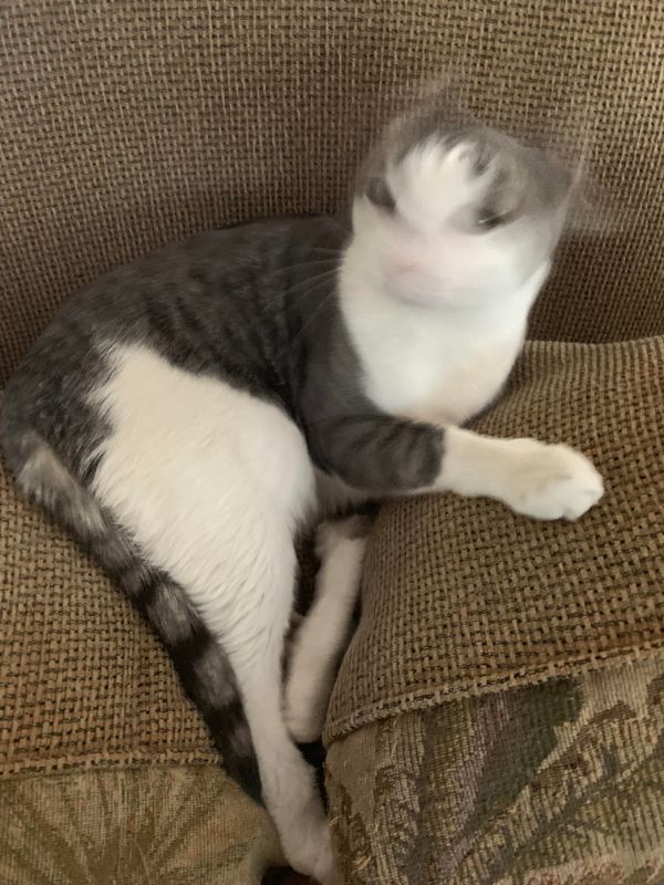 Cat sneezed when the photo was taken.