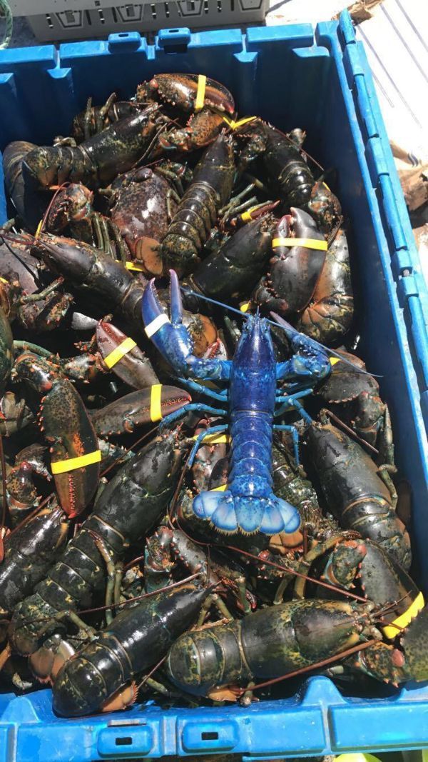 Rare blue lobster.