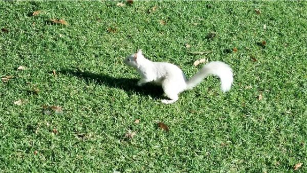 Albino squirrel.