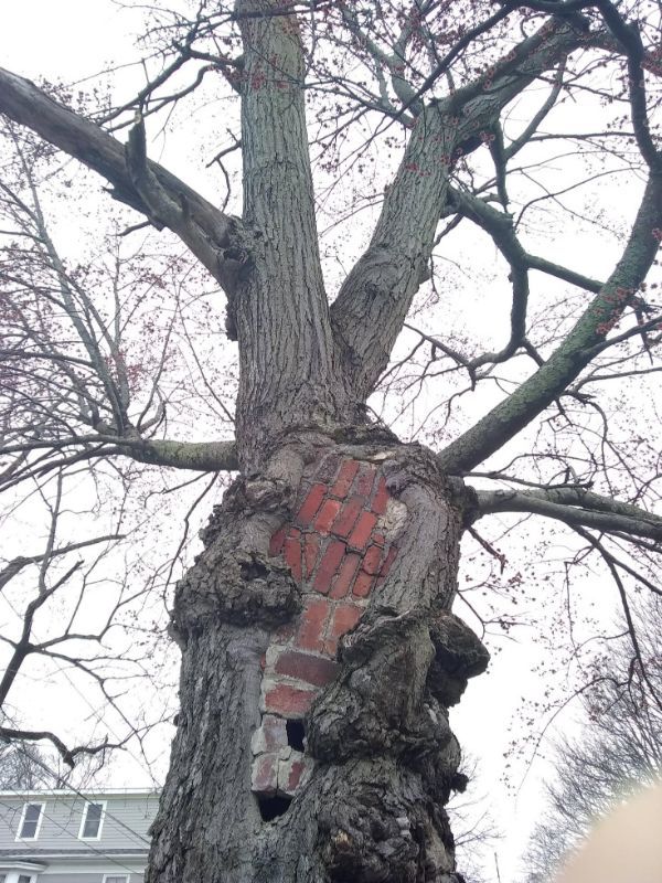 Bricks swallowed by this tree.