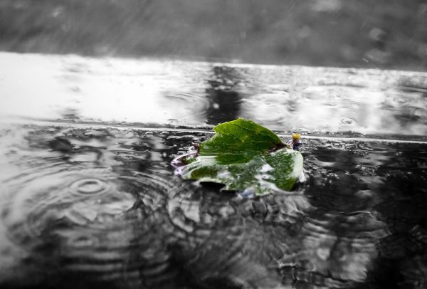 Put a leaf into a puddle, then place a needle on the leaf to make an improvised compass.