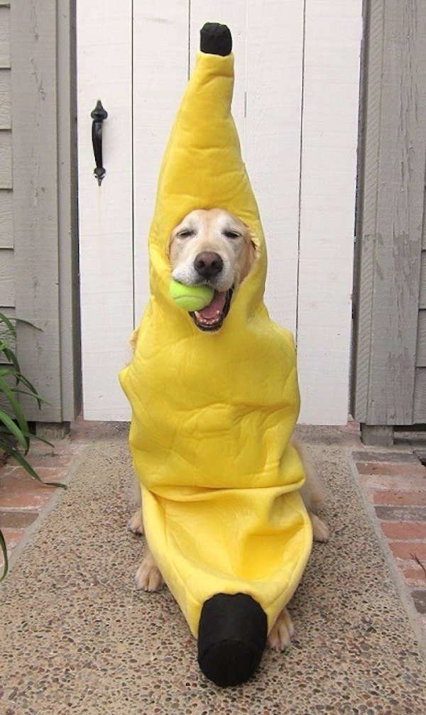 wtf pic dog in a banana costume