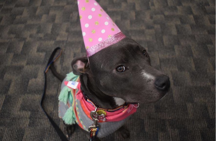 Celebrating her first birthday. This is the puppy from pic #4.