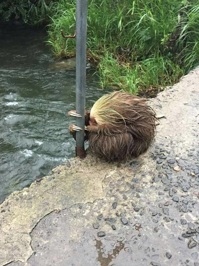 Scared sloth during Hurricane Otto.