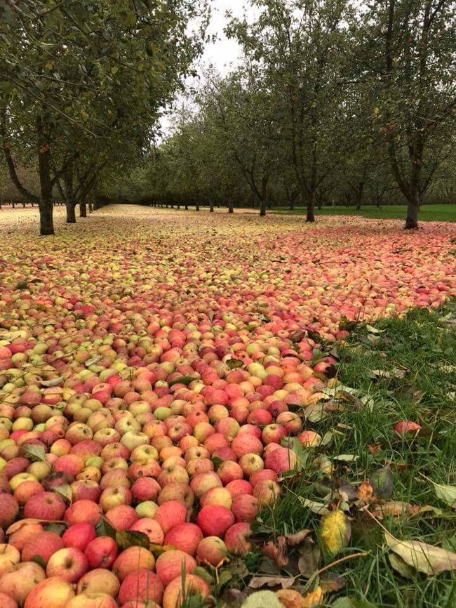 Hurricane Ophelia took all the apples down from the trees.