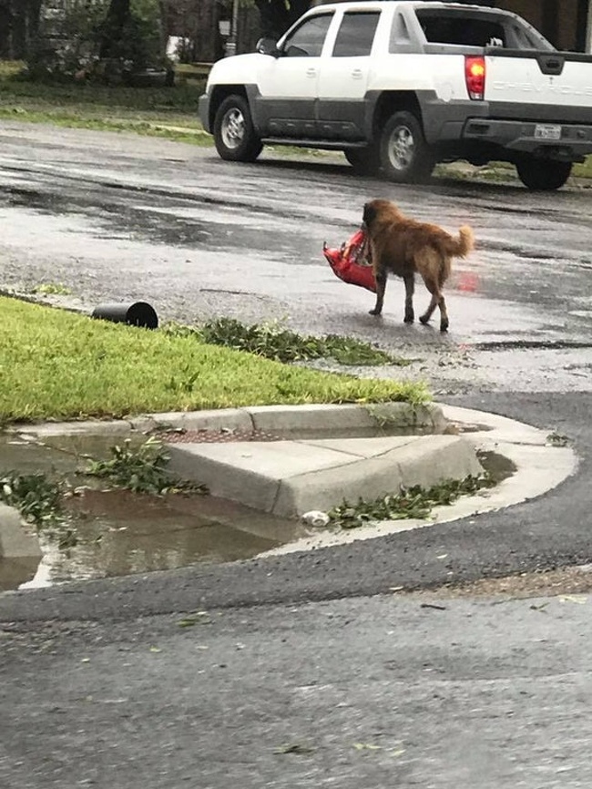 Dog carrying food after Hurricane Harvey.