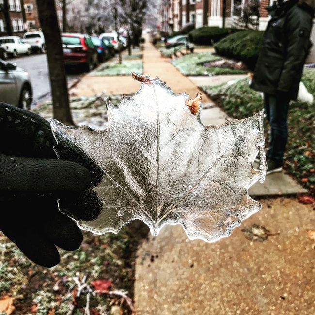 Ice taken from a leaf after an ice storm in St. Louis.