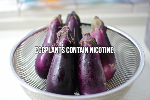eggplant - Eggplants Contain Nicotine.