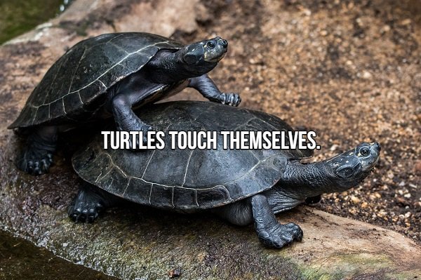 water turtle - Turtles Touch Themselves