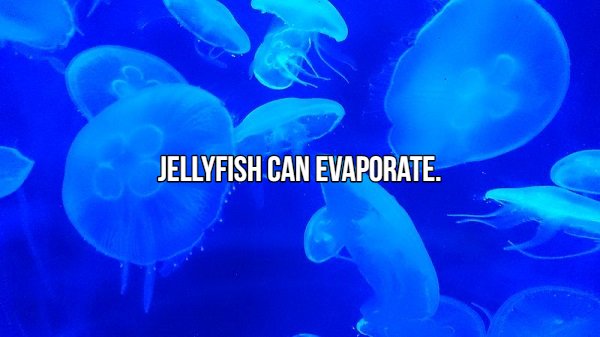 blue jellyfishes - Jellyfish Can Evaporate.