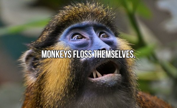 furry monkey - Monkeys Floss Themselves.