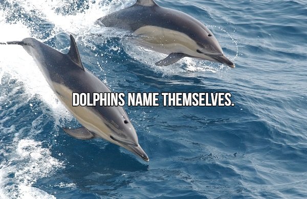 dolphins porpoising - Dolphins Name Themselves.