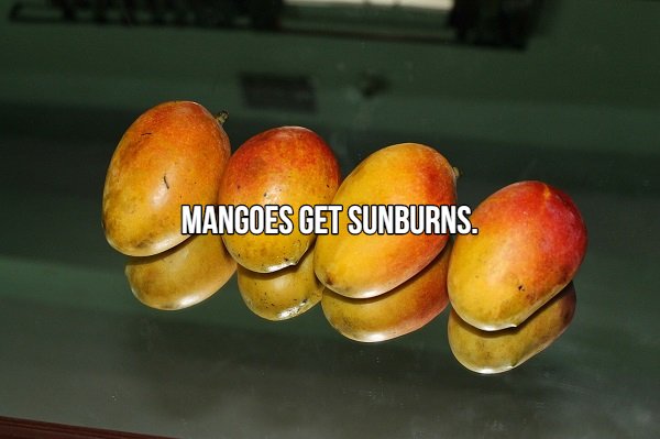 four mangoes - Mangoes Get Sunburns.
