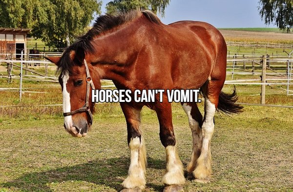 brown and white horse - Horses Can'T Vomit.