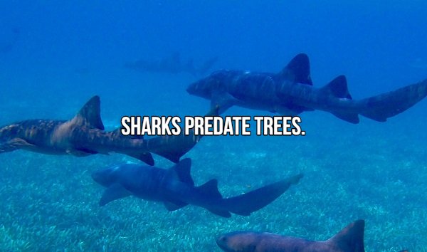 marine biology - Sharks Predate Trees.