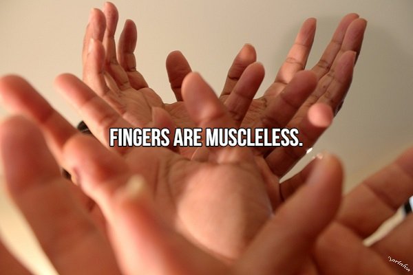 grateful hands - Fingers Are Muscleless.