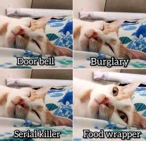 Cat - Door bell Burglary Serial killer Food wrapper