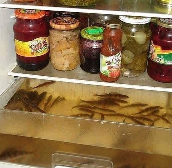 wtf pics - minnows in fridge