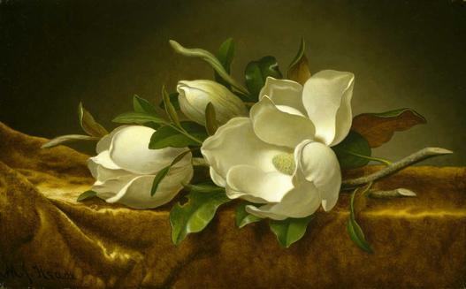 martin johnson heade magnolias on gold velvet cloth