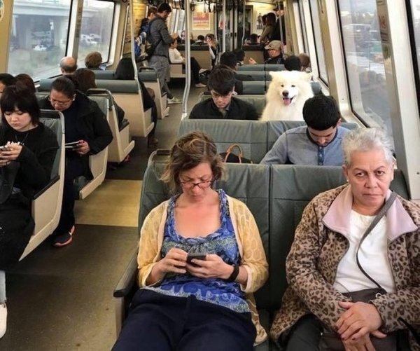 samoyed in public transport